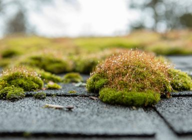 kelowna cleaning services moss removal
